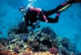 /album/photogallery/diving-jpg/